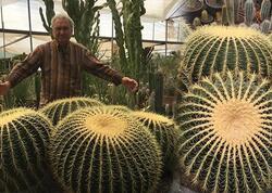 Kaktusu belə çiçəkləndirən üsul: Dibçəyə sadəcə 1 parça əlavə edin