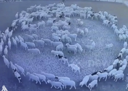 Türkiyədə hamı bu qoyunlardan DANIŞIR - <span class="color_red">VİDEO</span>