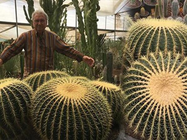 Kaktusu belə çiçəkləndirən üsul: Dibçəyə sadəcə 1 parça əlavə edin