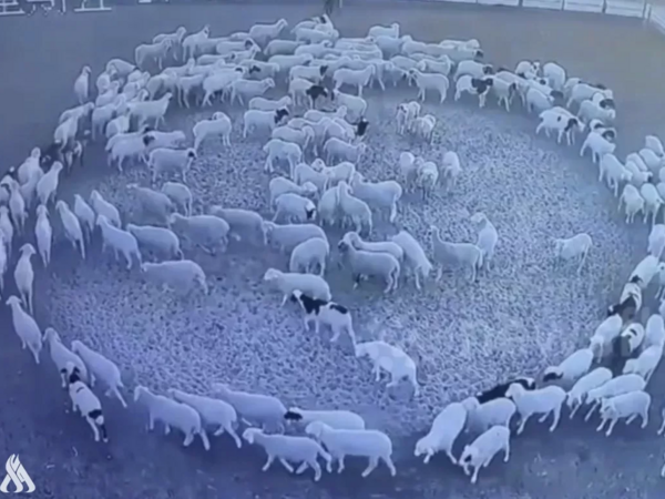 Türkiyədə hamı bu qoyunlardan DANIŞIR - <span class="color_red">VİDEO</span>