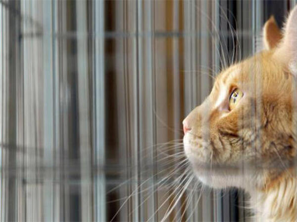 Elm dünyasında inqilab: Pişiklər xərçəng müalicəsində açar rolunu oynaya bilər