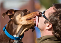 İt yaladı, qolları və ayaqları KƏSİLDİ - <span class="color_red">FOTO</span>