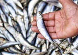 Bu balıq qan şəkərinin stabilləşdirilməsində ən <span class="color_red">faydalısıdır</span>