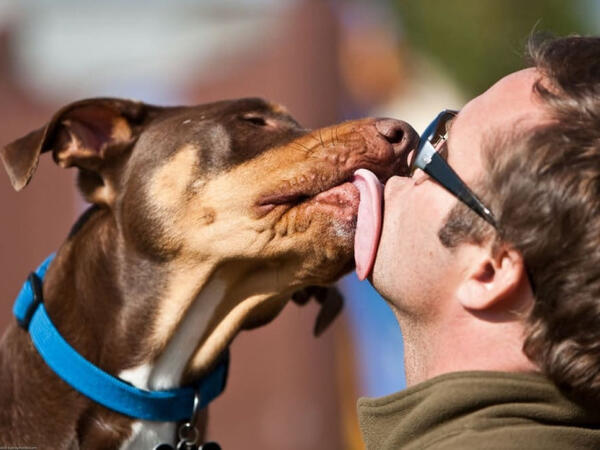 İt yaladı, qolları və ayaqları KƏSİLDİ - <span class="color_red">FOTO</span>