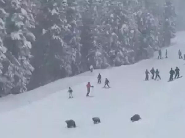 Xizək yolunda 3 ayı peyda oldu