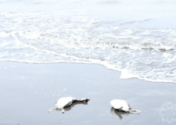 Xəzərdə minlərlə quş cəsədinin aşkarlandığı ərazidən - <span class="color_red">FOTOLAR</span>