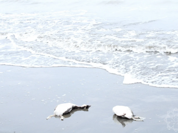 Xəzərdə minlərlə quş cəsədinin aşkarlandığı ərazidən - <span class="color_red">FOTOLAR</span>