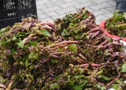 Müharibəyə gedən əsgərlər istifadə edirmiş - Faydası say-say bitmir