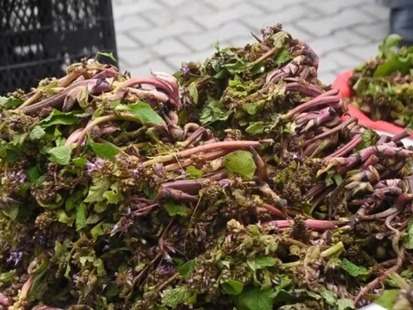 Müharibəyə gedən əsgərlər istifadə edirmiş - Faydası say-say bitmir