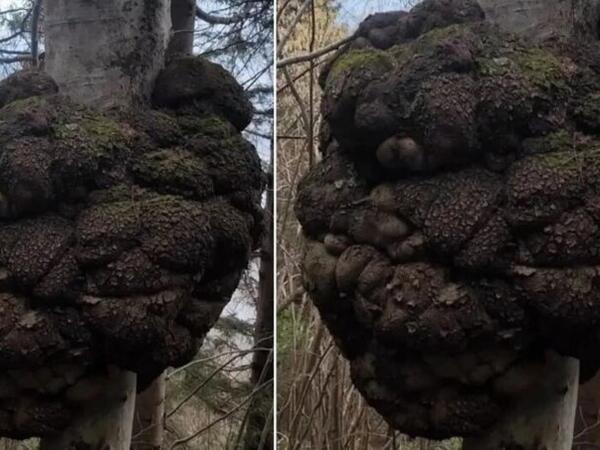 Ovçu meşədə gəzərkən tapdı: Dəyəri qızıl ilə müqayisə olunur