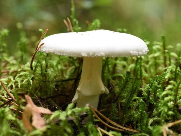 Dünyanın ən zəhərli göbələyi daha da ölümcül olur: "Ölüm Mələyi" mutasiyaya uğrayıb