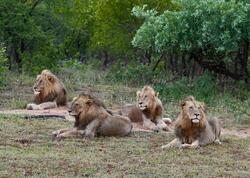 Niyə şir heyvanlar aləminin padşahı sayılır?