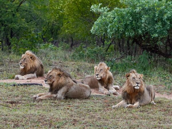 Niyə şir heyvanlar aləminin padşahı sayılır?