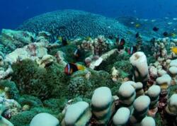 Dəniz altında dünyanın ən böyük koloniyası tapıldı! 4 min kvadratmetr sahəni əhatə edir