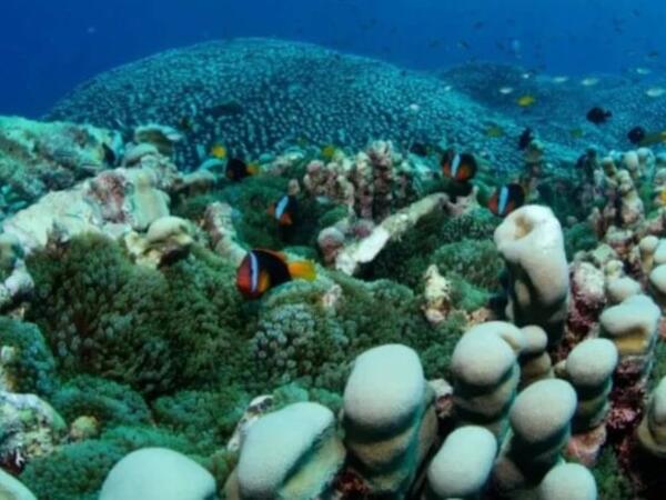 Dəniz altında dünyanın ən böyük koloniyası tapıldı! 4 min kvadratmetr sahəni əhatə edir