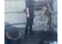 İt ətini kafelərə verirlərmiş.... - <span class="color_red">VİDEO</span>