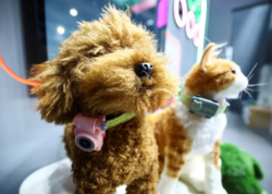 Ev heyvanları üçün smartfon: "PetPhone" təqdim edildi