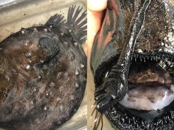 “Qiyamətin xəbərçisi” 1000 metr dərinlikdən sahilə çıxdı - <span class="color_red">FOTO</span>