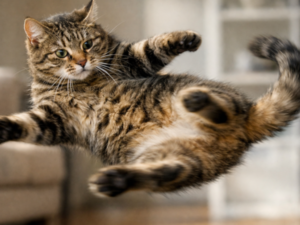 Pişiklərlə bağlı yüzillərin sirri açıldı