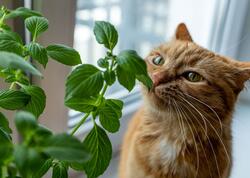 Evinizdə olan bu bitkilər pişiklər üçün təhlükəlidir