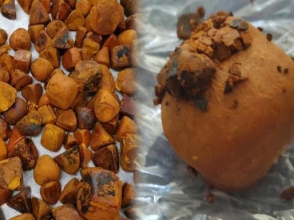 İnəkdən çıxan xəzinə: Tapan varlanır, qiyməti qızılı ikiqat üstələyir