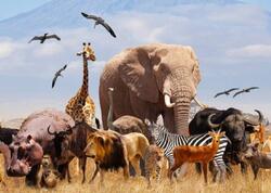 10 min heyvan dondurularaq xüsusi anbarda saxlanılacaq