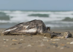 Xəzər sahilində quşlar kütləvi şəkildə niyə ÖLÜR?
