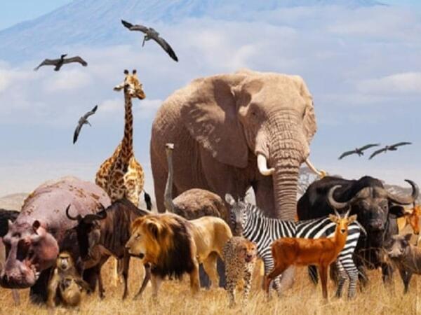 10 min heyvan dondurularaq xüsusi anbarda saxlanılacaq