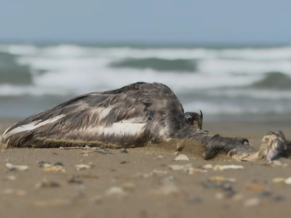 Xəzər sahilində quşlar kütləvi şəkildə niyə ÖLÜR?