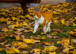 Pişiklərin quyruqları ilə “dediyi” 6 inanılmaz MESAJ