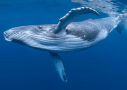 Dənizlərin altında gənclik iksiri: İnsan ömrü 200 ilə qədər uzana bilər