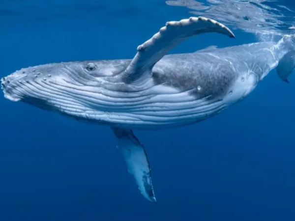 Dənizlərin altında gənclik iksiri: İnsan ömrü 200 ilə qədər uzana bilər