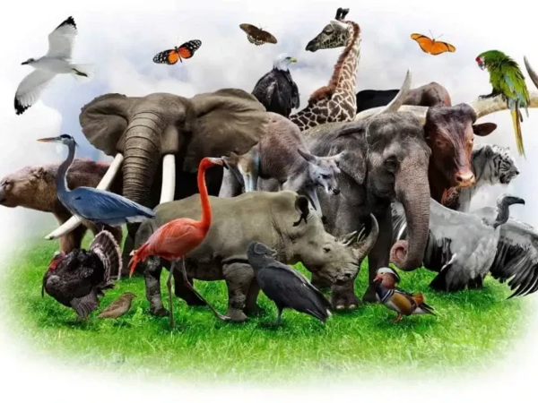 Gündə 300 min qətl - Az adamın bildiyi MƏXLUQ