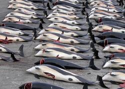 Sahildə 300-dən çox ölü quş və delfin tapıldı