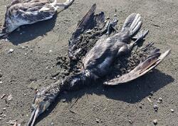 Lənkəranda bu quşlar kütləvi tələf oldu - <span class="color_red">FOTOlar</span>