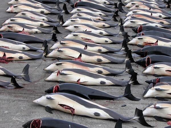 Sahildə 300-dən çox ölü quş və delfin tapıldı