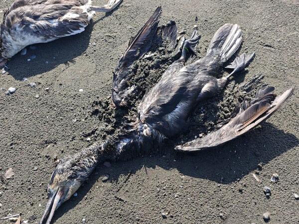 Lənkəranda bu quşlar kütləvi tələf oldu - <span class="color_red">FOTOlar</span>