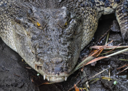 5 metr uzunluğunda və yarım ton ağırlığında: Ən böyük sürünən... - <span class="color_red">FOTO</span>