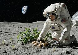 Kartof artıq Ayda yetişəcək - Davamlı kənd təsərrüfatına "kosmik" töhfə