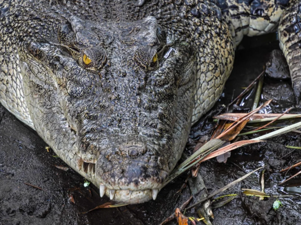 5 metr uzunluğunda və yarım ton ağırlığında: Ən böyük sürünən... - <span class="color_red">FOTO</span>