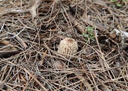 Günlərlə dağlarda axtarırlar: 2-3 kq tapan "qızıl tapmış kimi" sevinir