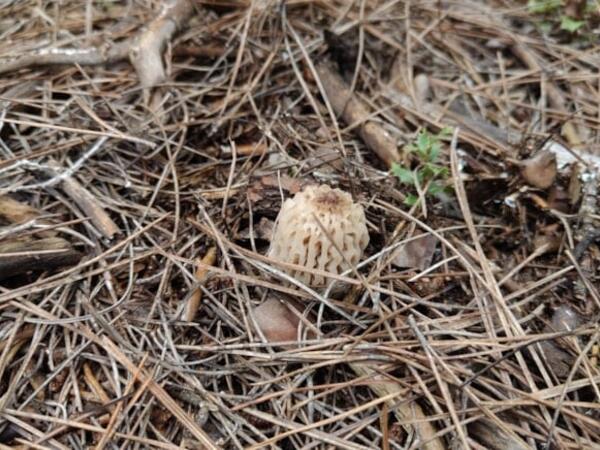 Günlərlə dağlarda axtarırlar: 2-3 kq tapan "qızıl tapmış kimi" sevinir