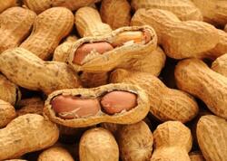 Yer fıstığındakı möcüzə - Elmdə yeni mərhələ