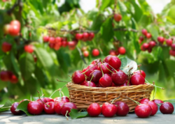 Albalının xərçənglə mübarizədə rolu