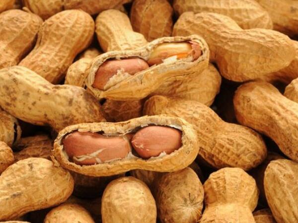 Yer fıstığındakı möcüzə - Elmdə yeni mərhələ