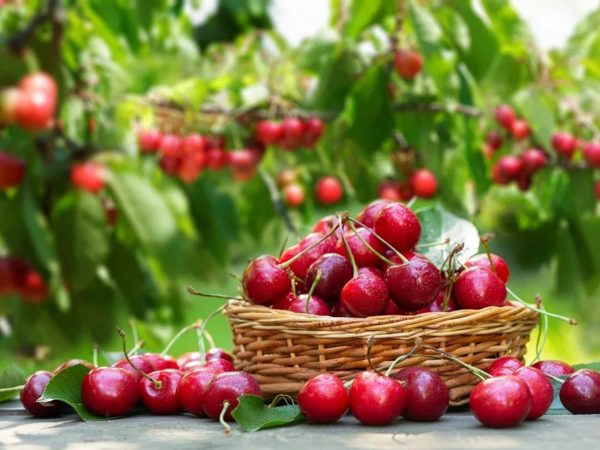 Albalının xərçənglə mübarizədə rolu