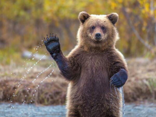 Hökumət planı təsdiqləndi: bu ölkədə 20 mindən çox ayı tutulacaq