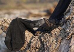 Mart ayı bitmədən "bağçaya corab atın" çağırışı