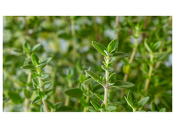 Bu torpaqlarda yetişir: Təpədən-dırnağa antibiotik anbarı çıxdı!