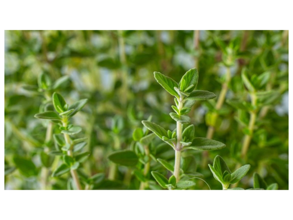 Bu torpaqlarda yetişir: Təpədən-dırnağa antibiotik anbarı çıxdı!